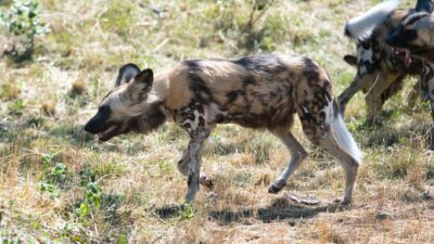 İtalya Tatilinde Roaming Ücretlerini Azaltmanın Pratik Yöntemleri